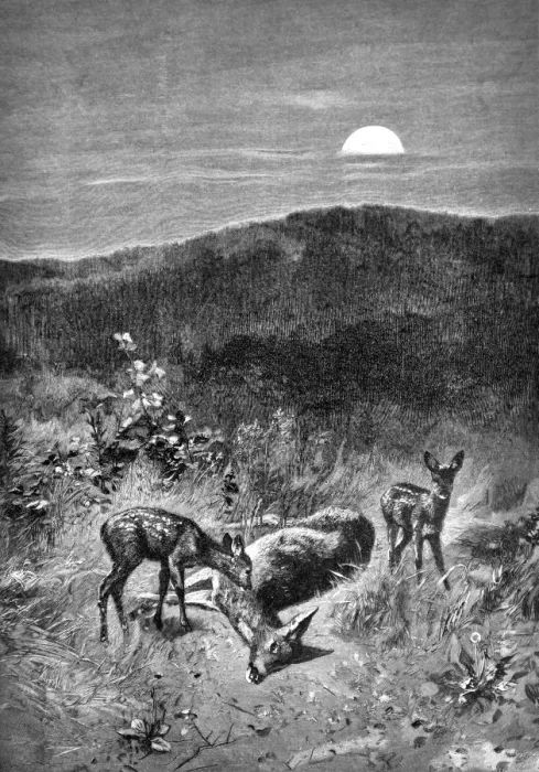 Framed Print : Scene in nature with deer - 1896