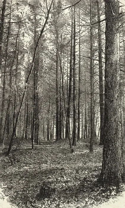 Framed Print : A Scene Near Walden Pond Framed Print : A Scene Near Walden Pond