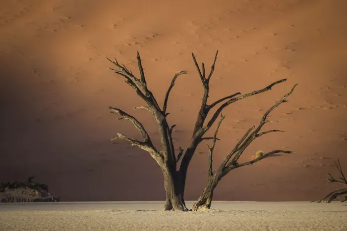 Framed Print : Scenic landscape at Deadvlei, Namib-Naukluft National Park, Hardap Region, Namibia Framed Print : Scenic landscape at Deadvlei, Namib-Naukluft National Park, Hardap Region, Namibia