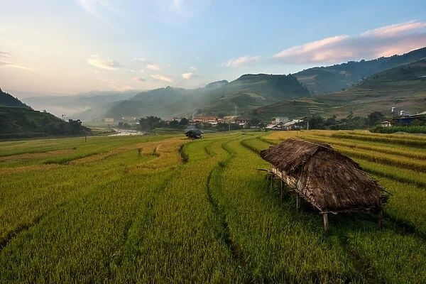 Scenic rice paddy in Vietnam