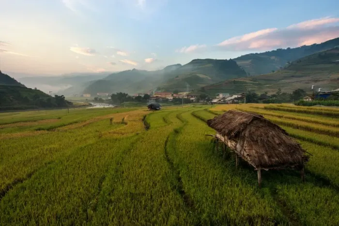 Framed Print : Scenic rice paddy in Vietnam Framed Print : Scenic rice paddy in Vietnam