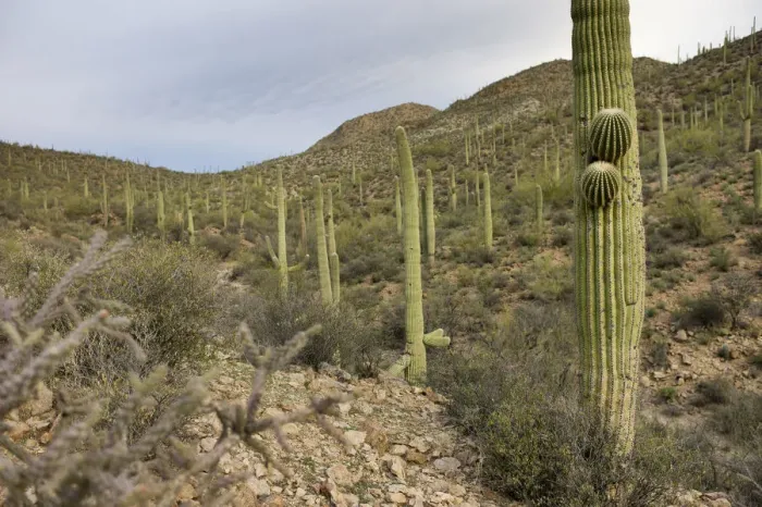 Framed Print : Scenic Sonoran Desert views along Starr Pass hiking trail, Tucson, Arizona, USA Framed Print : Scenic Sonoran Desert views along Starr Pass hiking trail, Tucson, Arizona, USA