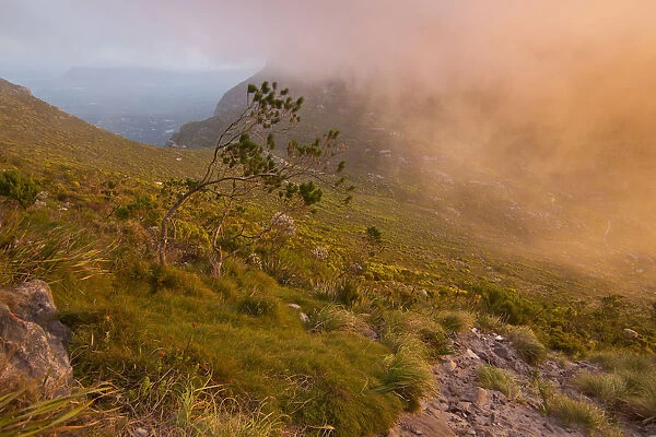 Scenic sunset over Table Mountain and Lions Head as seen from a hiking trail up Devils Peak, Cape Town, Western Cape Province, South Africa