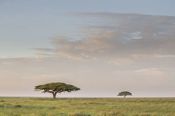 Scenic umbrella trees on the Serengeti Plains with great migration in the background, Ngorongoro Conservation Area, Arusha Region, Tanzania