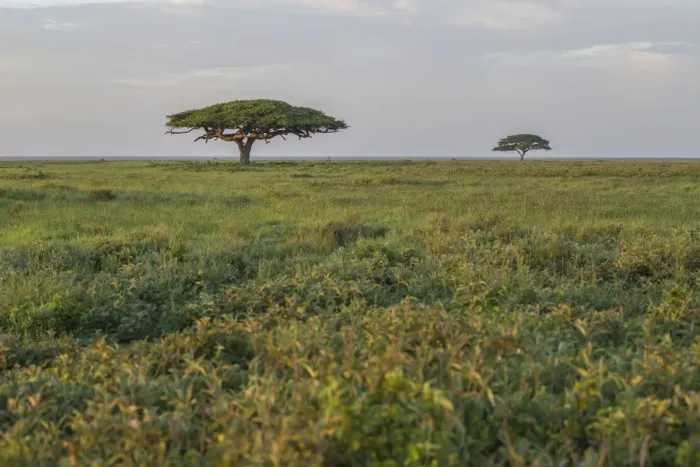 Framed Print : Scenic umbrella trees on the Serengeti Plains with great migration in the background, Ngorongoro Conservation Area, Arusha Region, Tanzania