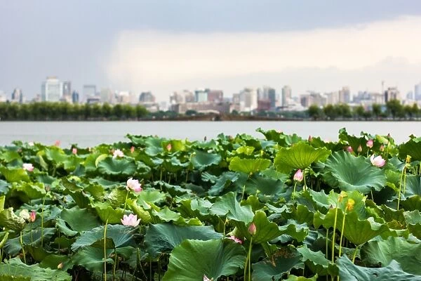 Scenic View Of lotus flowers in the West Lake against Hangzhou city