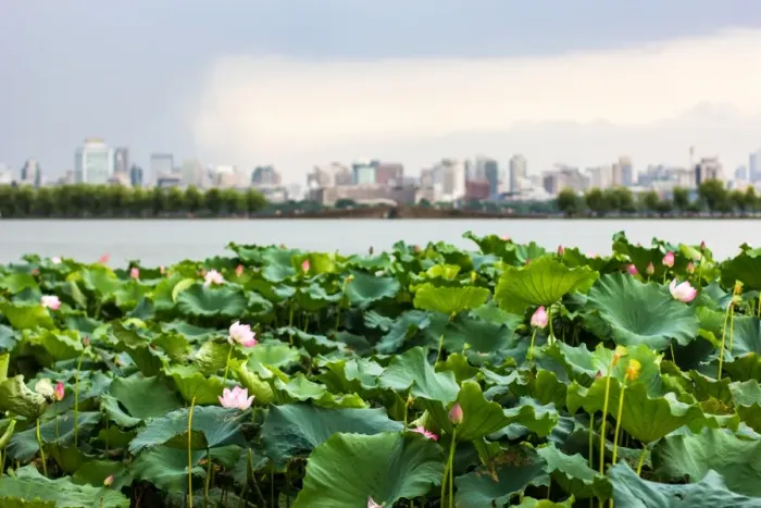 Framed Print : Scenic View Of lotus flowers in the West Lake against Hangzhou city