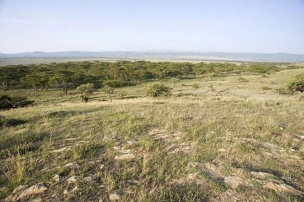 Scenic View of Plain with Acaias in Foreground