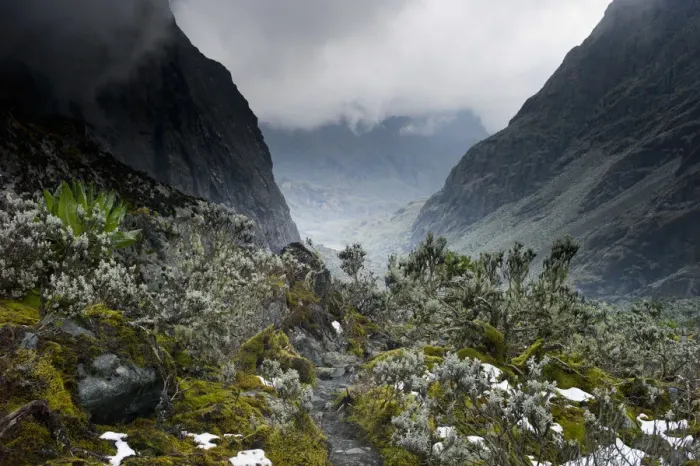 Framed Print : Scenic view to valley with Kitandara Lakes, Senecio trees (Dendrosencio adnivalis) and snow on Kilembe Route, Rwenzori National Park, Kasese District, Uganda Framed Print : Scenic view to valley with Kitandara Lakes, Senecio trees (Dendrosencio adnivalis) and snow on Kilembe Route, Rwenzori National Park, Kasese District, Uganda