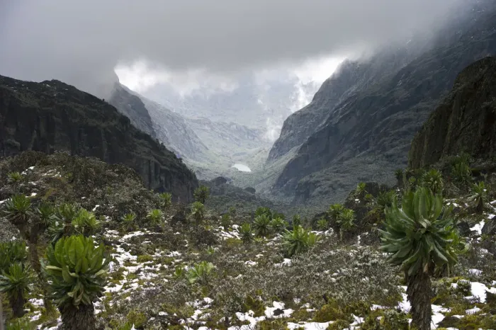 Framed Print : Scenic view to valley with Kitandara Lakes, Senecio trees (Dendrosencio adnivalis) and snow on Kilembe Route, Rwenzori National Park, Kasese District, Uganda Framed Print : Scenic view to valley with Kitandara Lakes, Senecio trees (Dendrosencio adnivalis) and snow on Kilembe Route, Rwenzori National Park, Kasese District, Uganda
