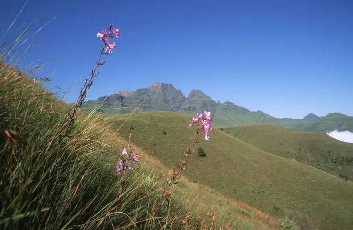 Framed Print : Scenic View of Wild Flowers and a Mountain Framed Print : Scenic View of Wild Flowers and a Mountain