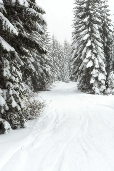 Framed Print : Scenic winter landscape, Crystal Mountain area, Washington State, USA Framed Print : Scenic winter landscape, Crystal Mountain area, Washington State, USA
