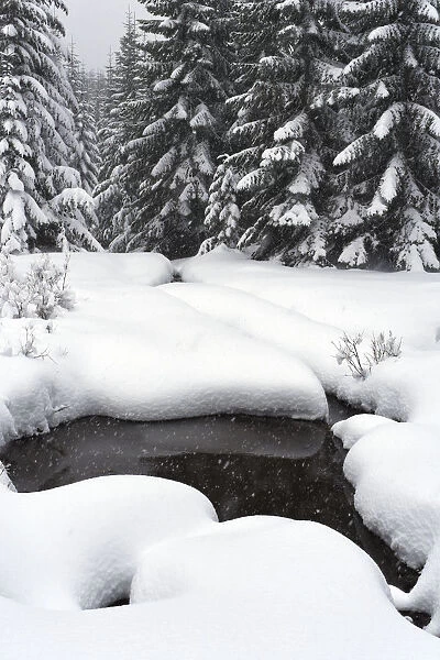 Scenic winter landscape, Crystal Mountain area, Washington State, USA
