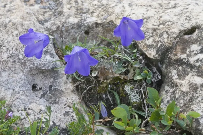Framed Print : Scheuchzers Bellflower (Campanula scheuchzeri)