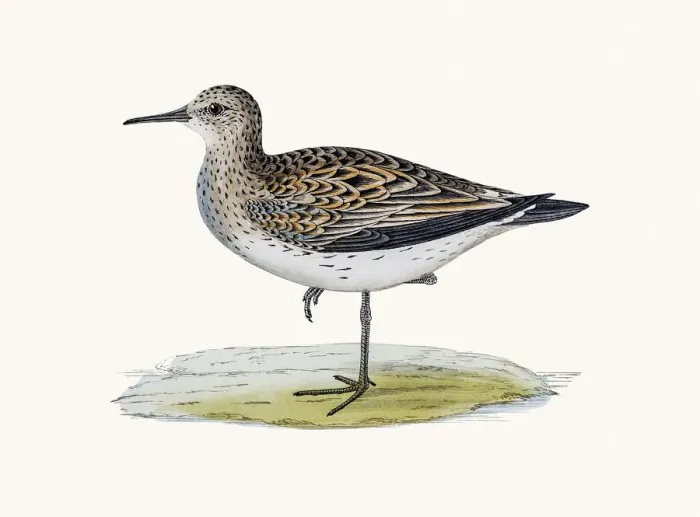 Framed Print : Schinzs Sandpiper Framed Print : Schinzs Sandpiper