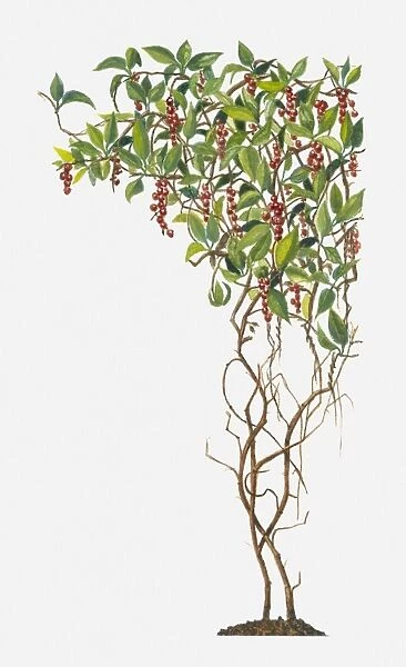 Schisandra (Magnolia Vine) with red berries and green leaves on climbing stems