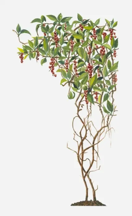 Framed Print : Schisandra (Magnolia Vine) with red berries and green leaves on climbing stems Framed Print : Schisandra (Magnolia Vine) with red berries and green leaves on climbing stems