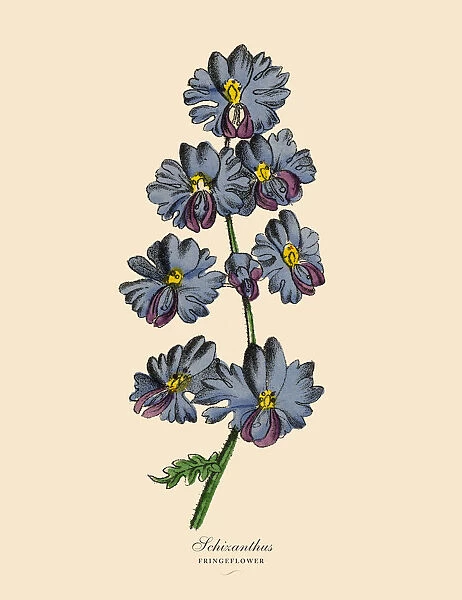 Schizanthus or Fringeflower Plants, Victorian Botanical Illustration