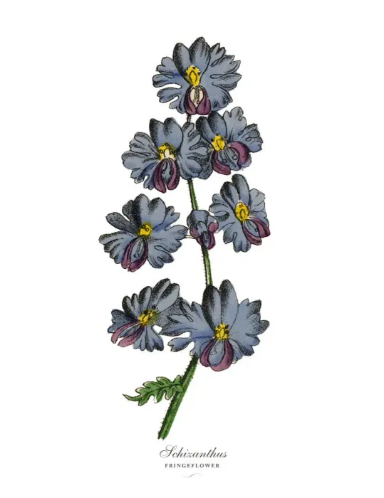 Framed Print : Schizanthus or Fringeflower Plants, Victorian Botanical Illustration Framed Print : Schizanthus or Fringeflower Plants, Victorian Botanical Illustration