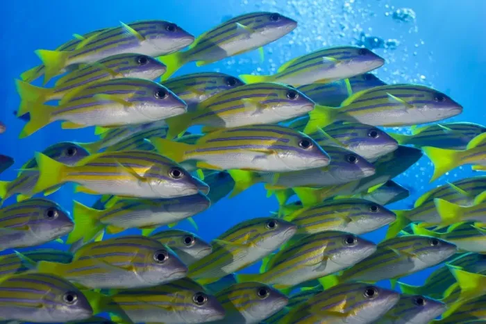 Framed Print : School of Bluestripe Snappers -Lutjanus kasmira-, Palau