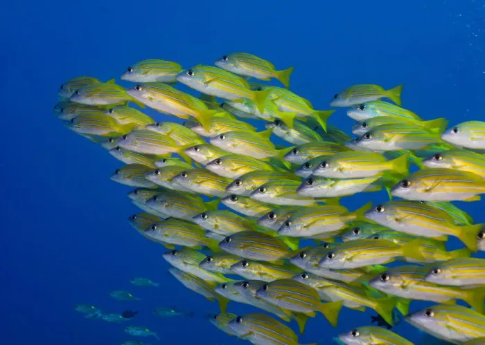 Framed Print : School of Bluestripe Snappers -Lutjanus kasmira-, Palau Framed Print : School of Bluestripe Snappers -Lutjanus kasmira-, Palau