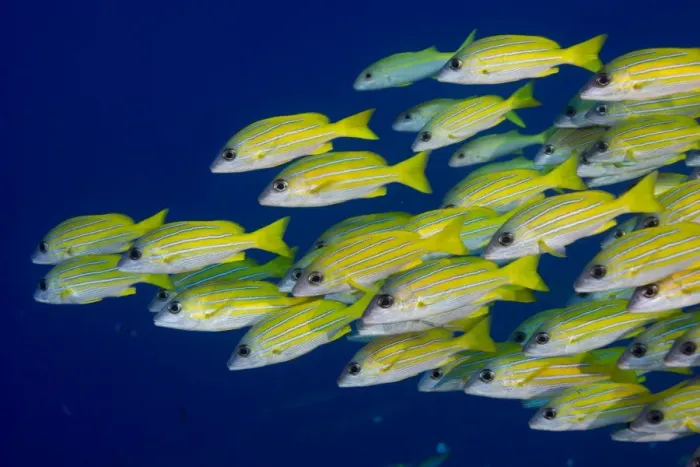 Framed Print : School of Bluestripe Snappers -Lutjanus kasmira-, Palau Framed Print : School of Bluestripe Snappers -Lutjanus kasmira-, Palau