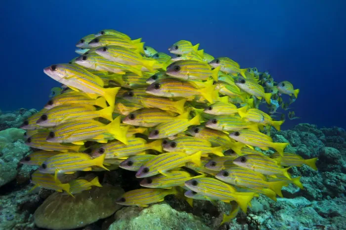 Framed Print : School of Bluestripe Snappers -Lutjanus kasmira-, Palau Framed Print : School of Bluestripe Snappers -Lutjanus kasmira-, Palau