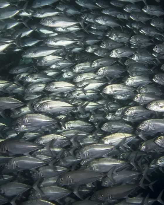 Framed Print : School of Fish Framed Print : School of Fish