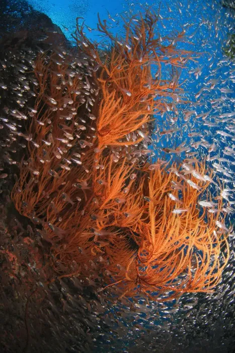Framed Print : School of fish undersea Framed Print : School of fish undersea