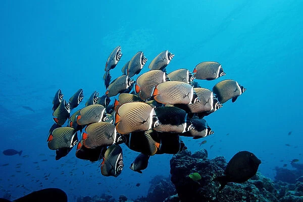 School of Redtail Butterflyfish (Chaetodon collare), Maldive Islands, Indian Ocean