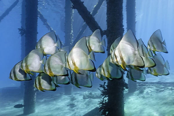 School of Teira Batfish -Platax teira- under jetty, Makadi Bay, Red Sea, Hurghada, Egypt