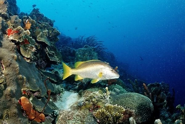 Schoolmaster Snapper (Lutjanus apodus) on the reef, Trinidad, Caribbean Sea