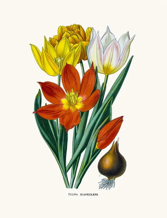 Framed Print : Schrencks tulip Framed Print : Schrencks tulip