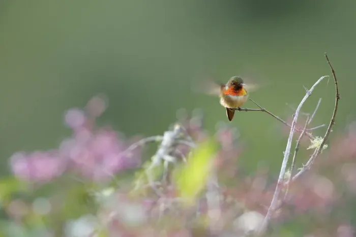 Framed Print : Scintillant Hummingbird Framed Print : Scintillant Hummingbird