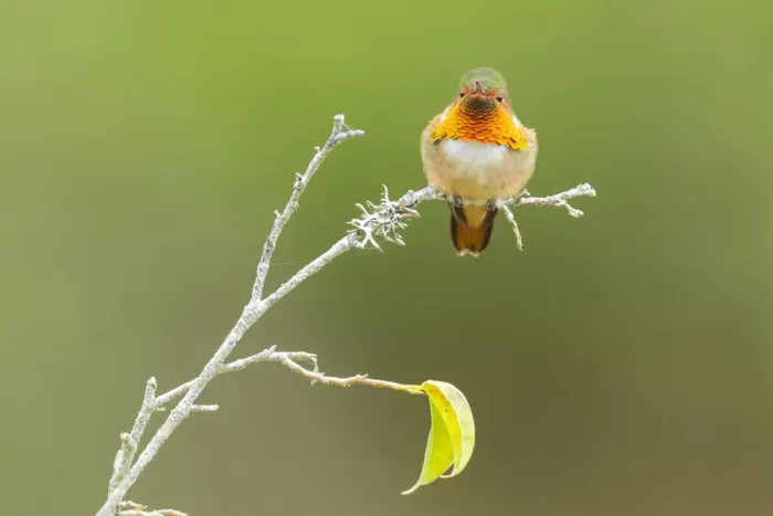 Framed Print : Scintillant Hummingbird (Selasphorus scintilla) Framed Print : Scintillant Hummingbird (Selasphorus scintilla)