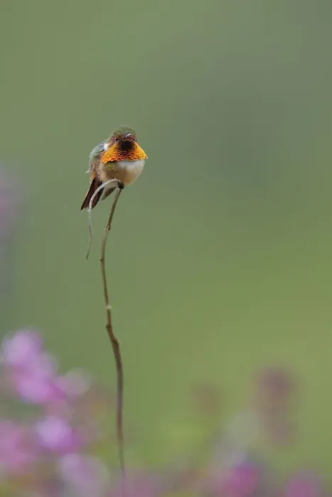Framed Print : Scintillant Hummingbird (Selasphorus scintilla) Framed Print : Scintillant Hummingbird (Selasphorus scintilla)