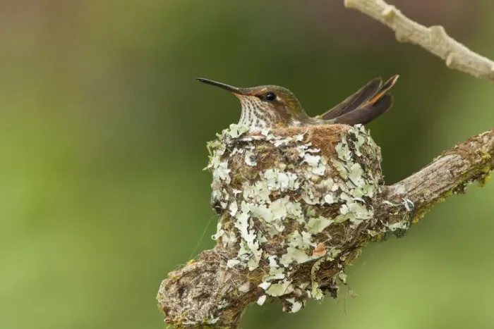 Framed Print : Scintillant Hummingbird (Selasphorus scintilla) Framed Print : Scintillant Hummingbird (Selasphorus scintilla)