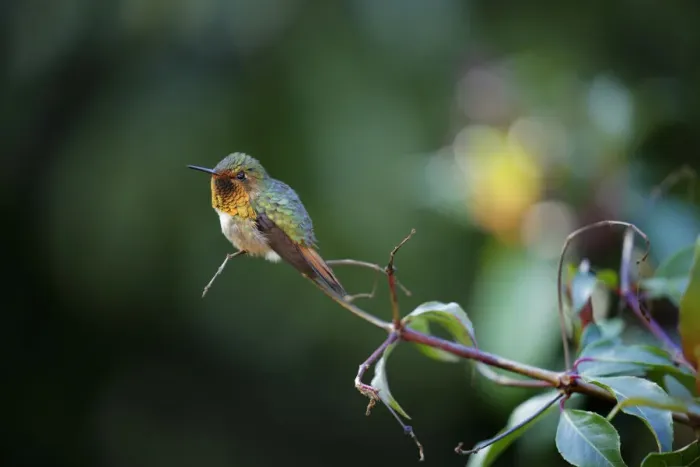 Framed Print : Scintillant Hummingbird (Selasphorus scintilla) Framed Print : Scintillant Hummingbird (Selasphorus scintilla)