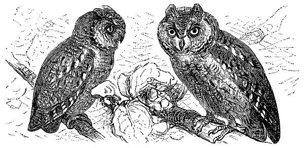 Scops of America (Scops asio) or American owl
