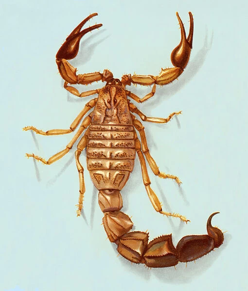 Scorpion. http: /  / csaimages.com / images / istockprofile / csa_vector_dsp.jpg