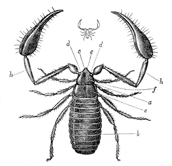 Scorpion engraving 1878