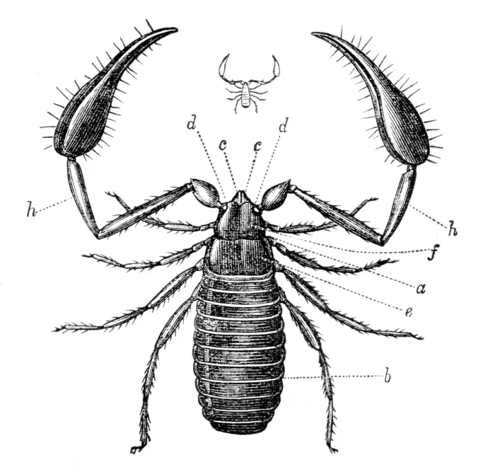 Framed Print : Scorpion engraving 1878 Framed Print : Scorpion engraving 1878