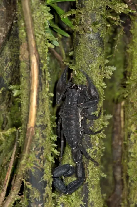 Framed Print : Scorpion genus Tityus, Buthidae family, Tambopata National Reserve, Madre de Dios region, Peru Framed Print : Scorpion genus Tityus, Buthidae family, Tambopata National Reserve, Madre de Dios region, Peru