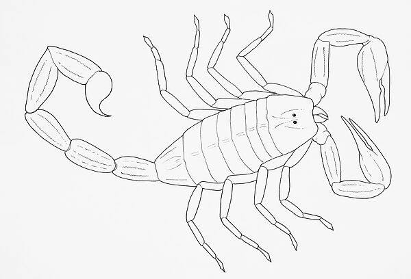 Scorpion (Scorpiones)