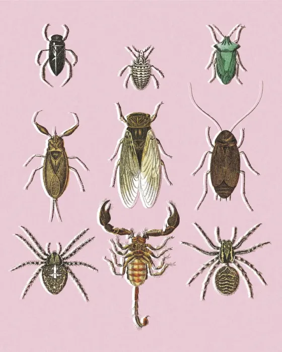 Framed Print : Scorpion and Various Insects
