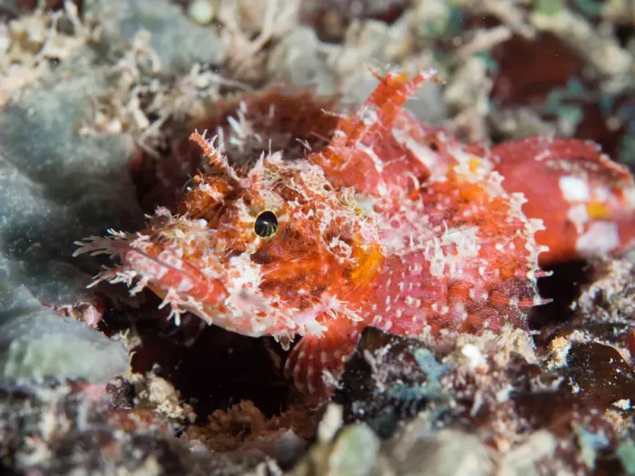 Framed Print : A scorpionfish Framed Print : A scorpionfish