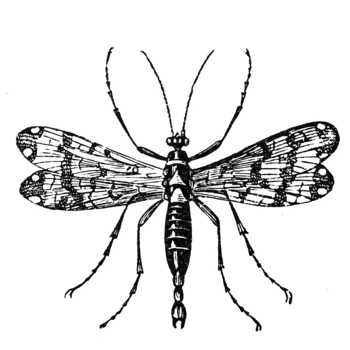 Framed Print : Scorpionfly (Panorpa communis) Framed Print : Scorpionfly (Panorpa communis)