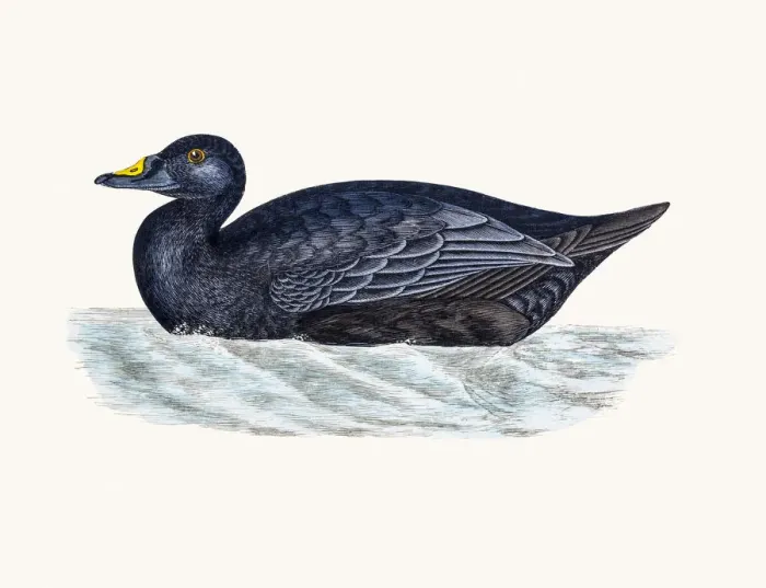 Framed Print : Scoter Duck Waterfowl bird Framed Print : Scoter Duck Waterfowl bird