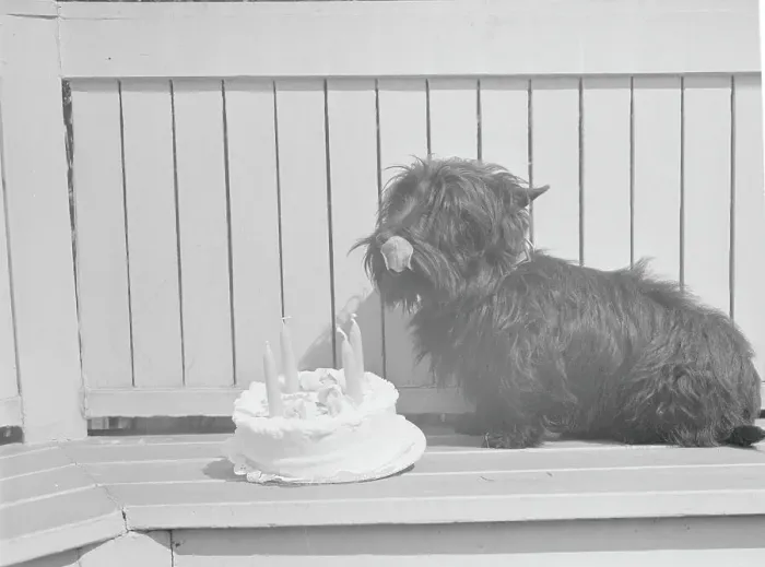 Framed Print : Scottie Dog with Cake Framed Print : Scottie Dog with Cake