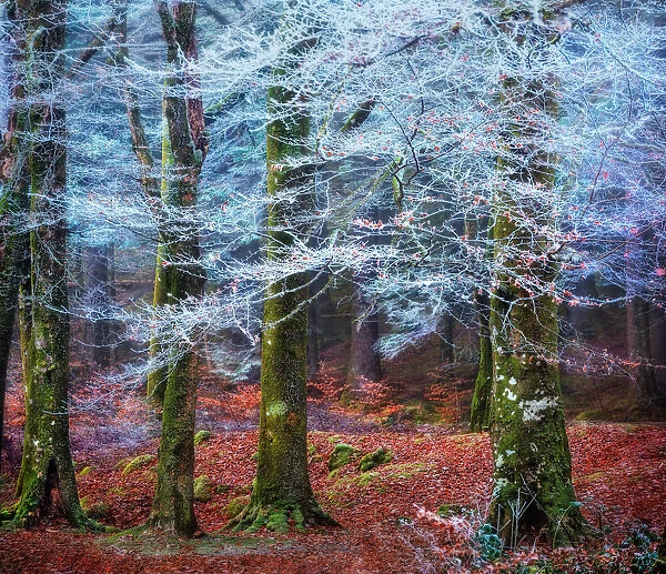 Scottish forest. In Scotland, between The River Garry